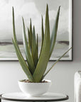 Evarado - Aloe Planter - White