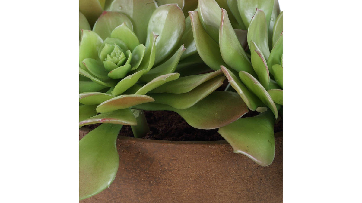 Sable Succulent - Accent In Pot - Brown / Green