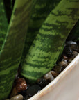 Sansera Snake - Accent Plant - Green