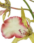 Spider - Orchid In Glass Vase - Green,Pink,Yellow