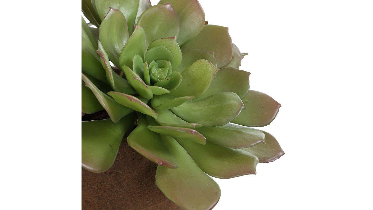 Sable Succulent - Accent In Pot - Brown / Green