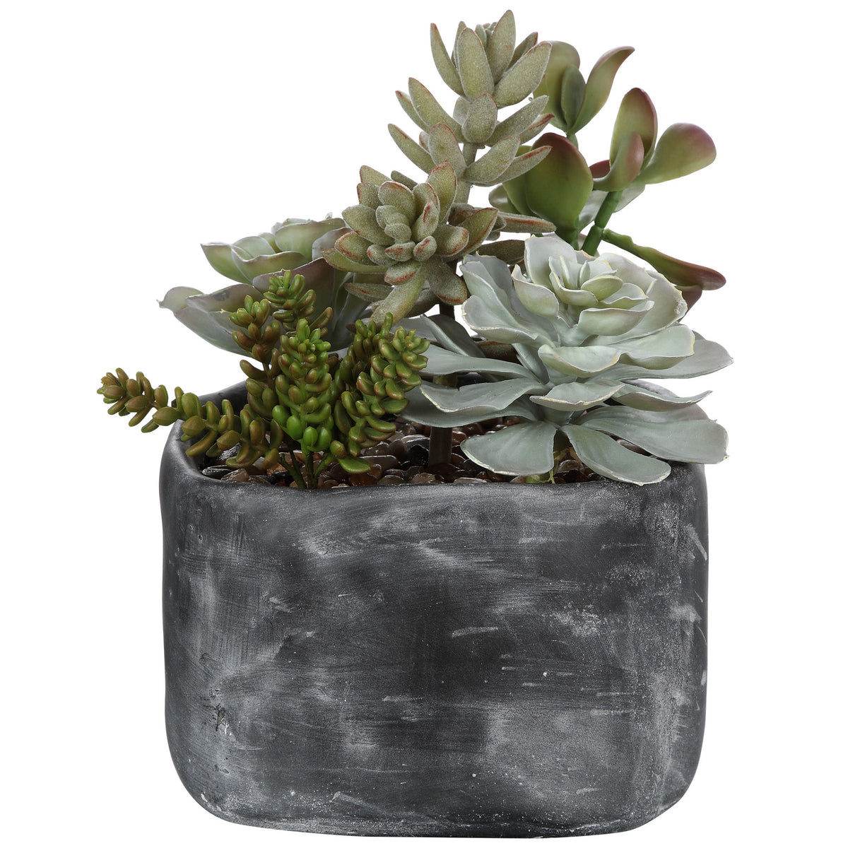 Alverio - Desert Garden Succulents - Gray