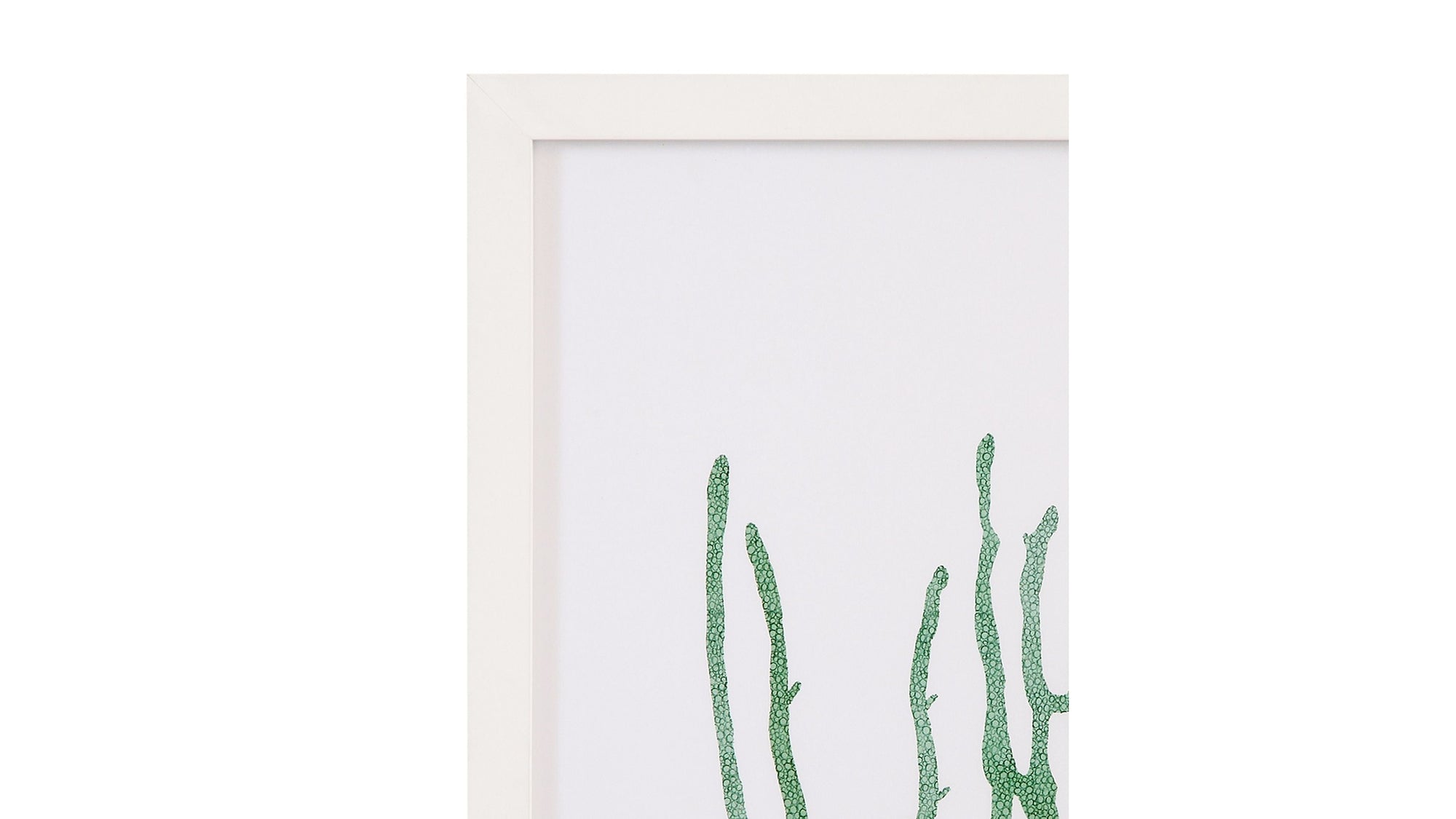 Coral Souvenirs II Framed Print - Green