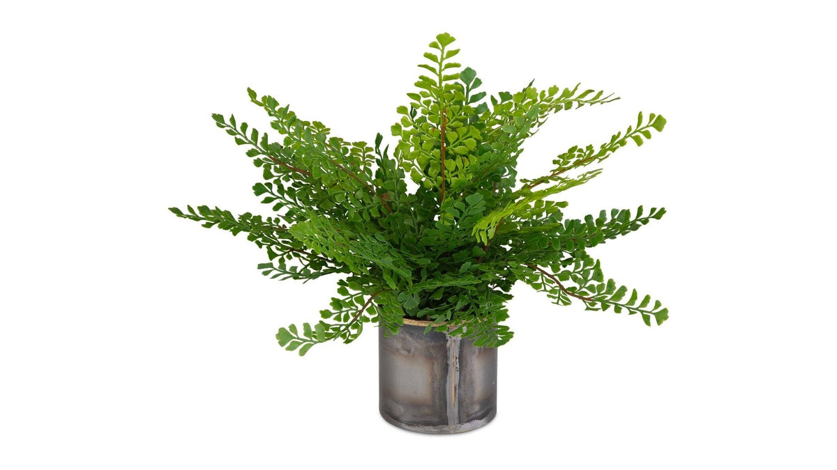 Maidenhair Fern - In Oxidized Container - Gray