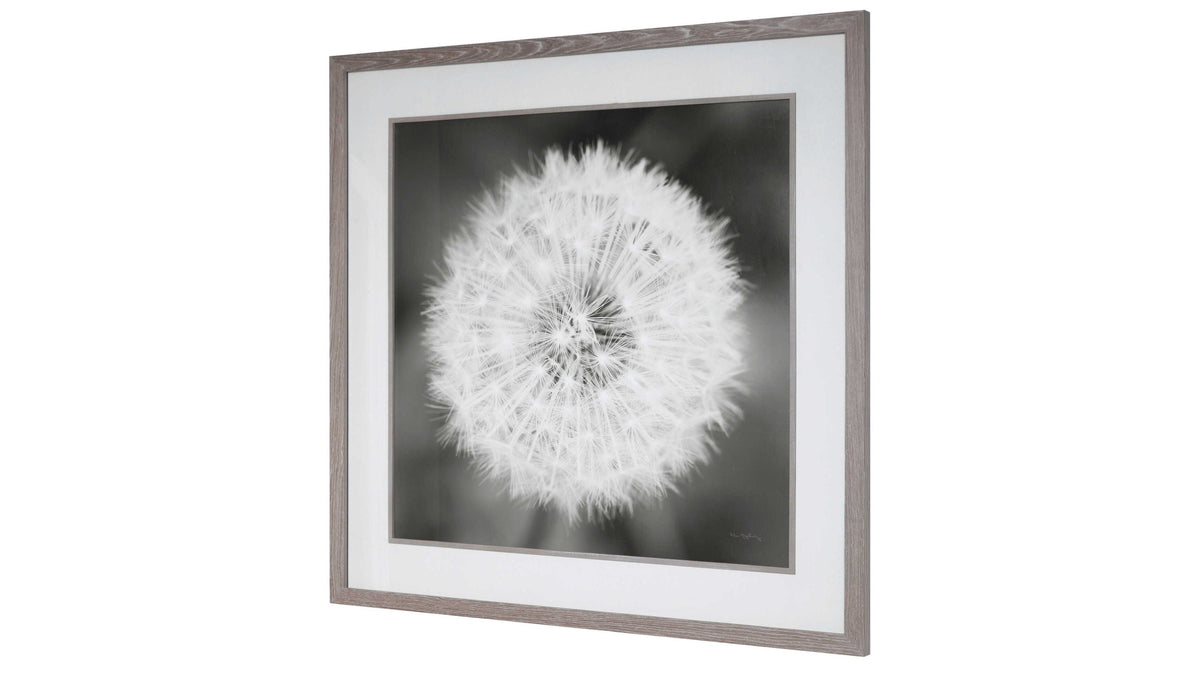 Dandelion Seedhead - Framed Print - Black